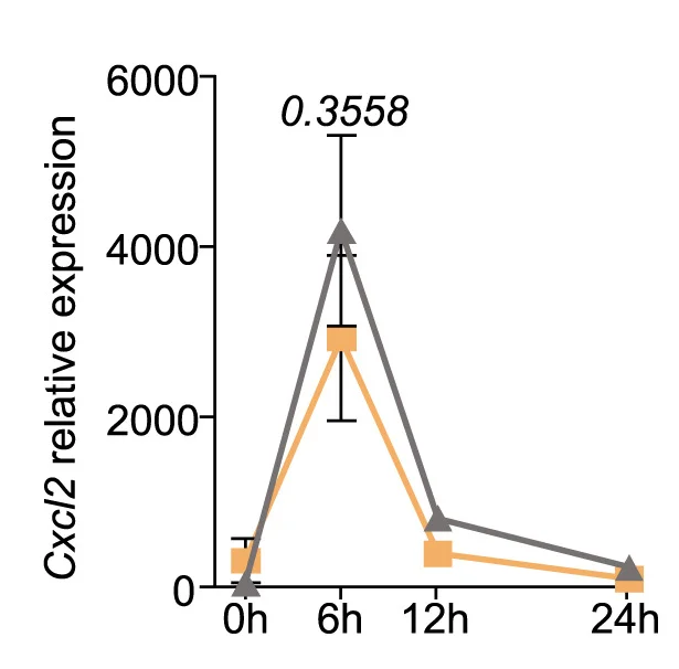 Open access visualization of Line Plot, Error Bars, Line Step, Quantitative Real-Time PCR, Cxcl2 mRNA Expression