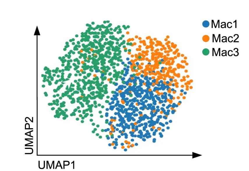 Open access visualization of Scatter Plot, UMAP, Lung, IMs, Pneumonia