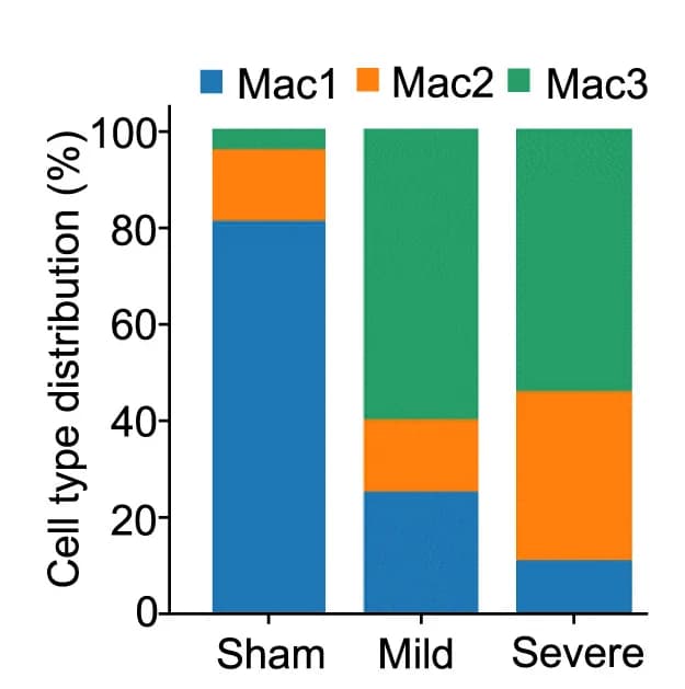 Open access visualization of Stacked Bar Plot, IMs Subpopulations, Experimental Groups, Fraction, Pneumonia