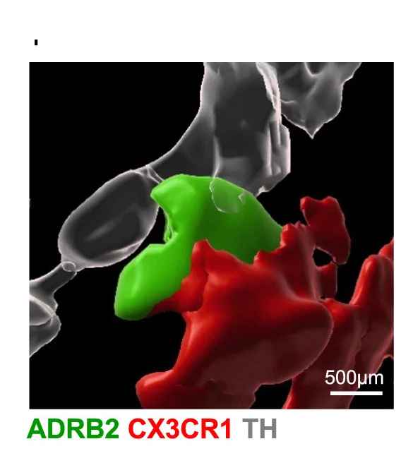 Open access visualization of 3D Plot, 3D Reconstruction, CX3CR1, ADRB2, TH