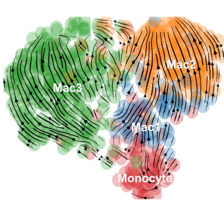 Open access visualization of Scatter Plot, UMAP, Monocytes, Macrophages, RNA Velocity