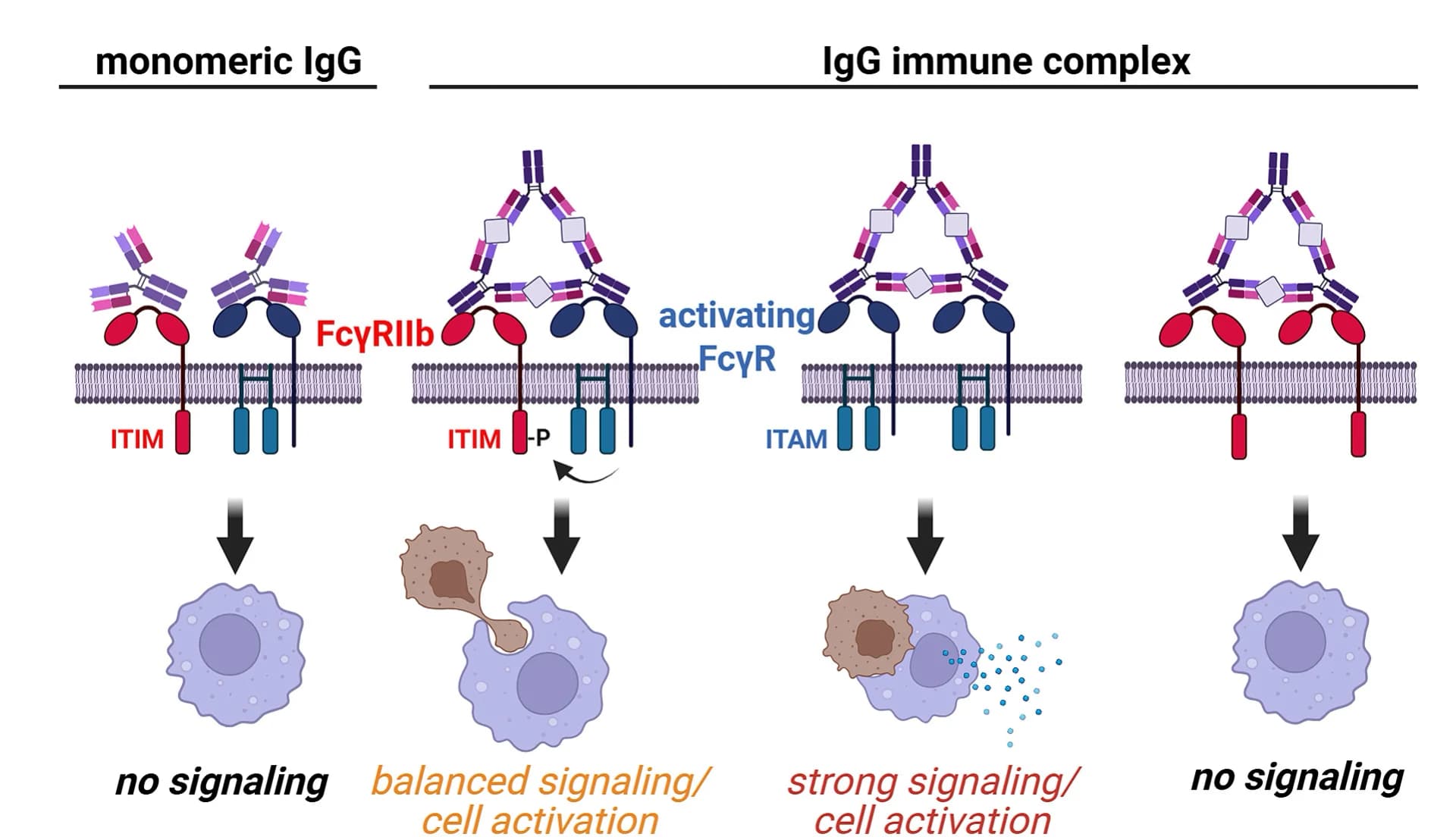 Open access visualization of Workflow, Illustration, FcγR Signaling, Effector Functions, Phagocytosis