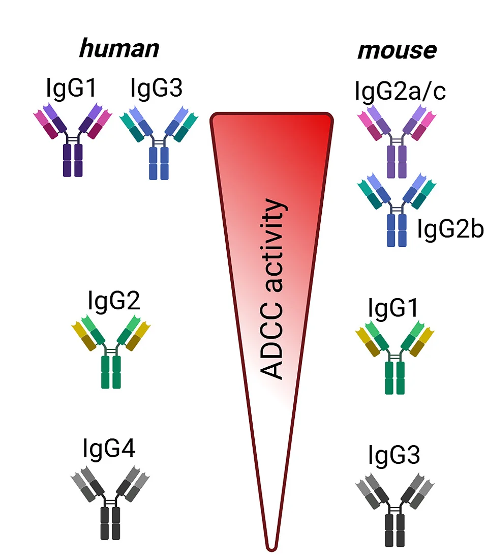 Open access visualization of Illustration, Cytotoxic Activity, Human IgG Subclasses, Mouse IgG Subclasses