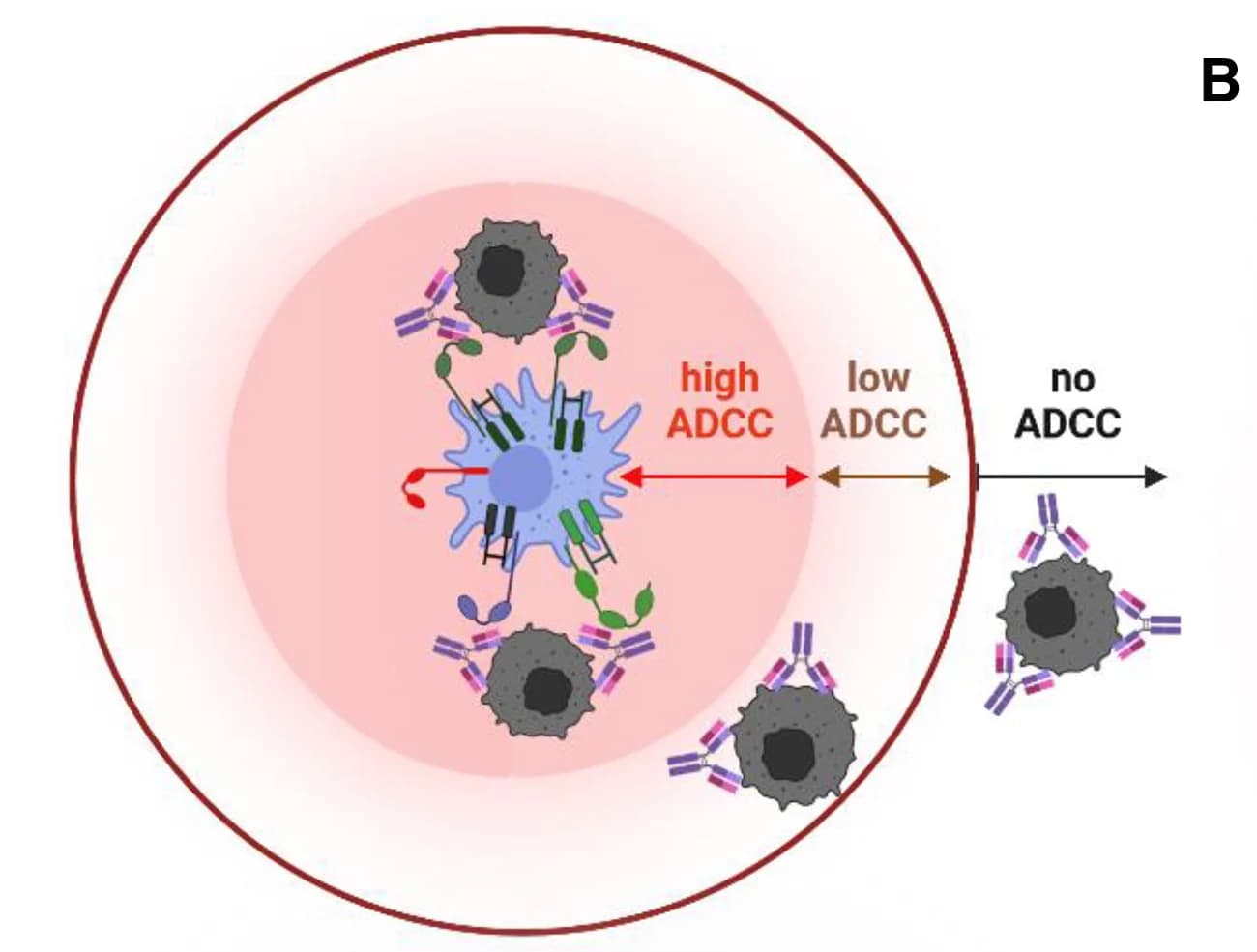 Open access visualization of Illustration, Macrophages, Tissue Environment, ADCC Activity, Target Cell