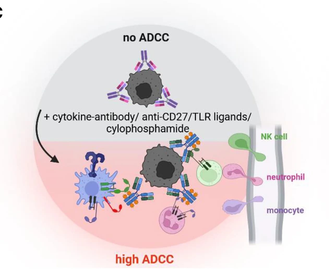 Open access visualization of Illustration, Glycocalyx, Target Cells, Effector Cells, ADCC Reaction