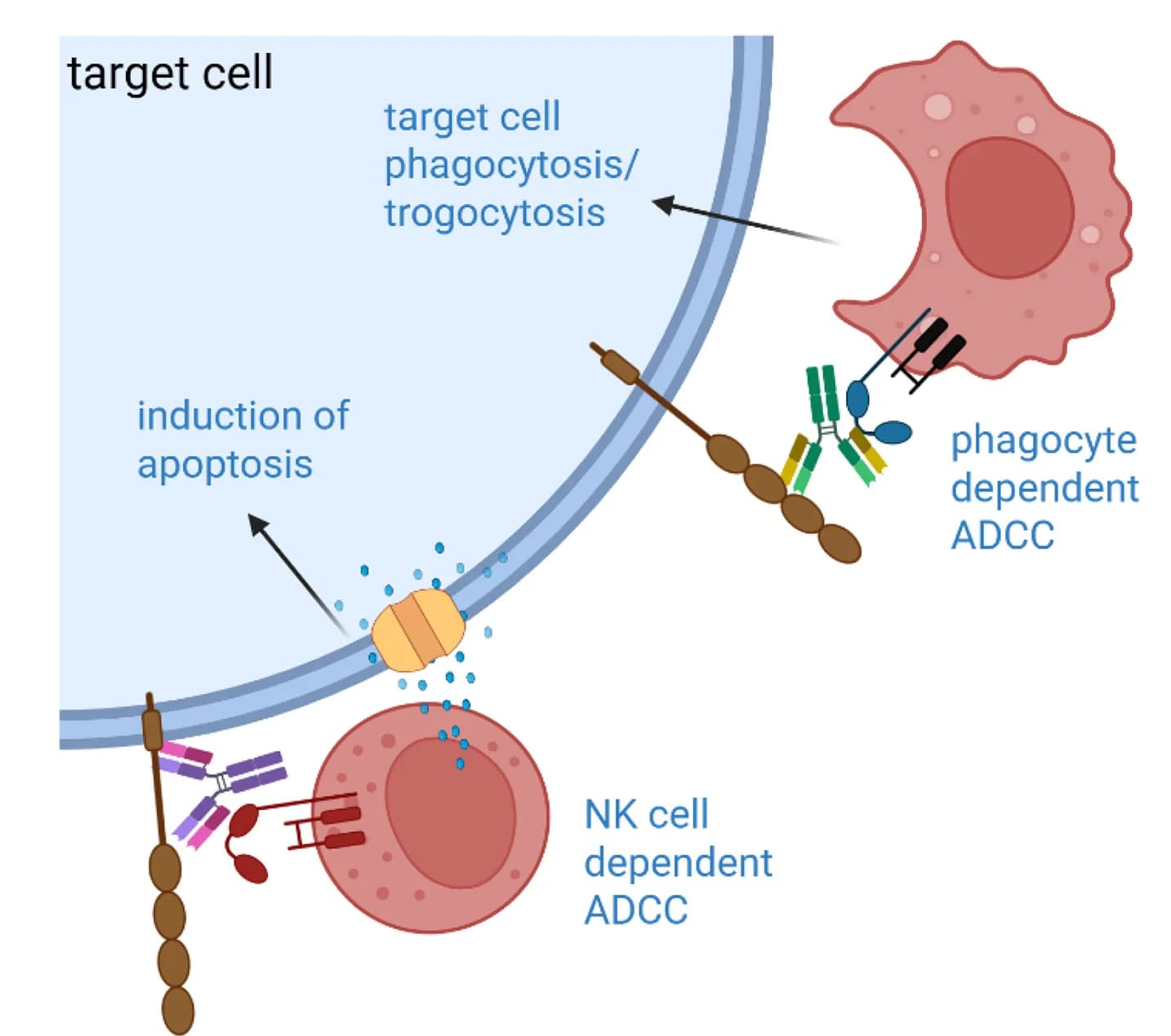 Open access visualization of Workflow, Illustration, Target Antigen, ADCC, Effector Cells