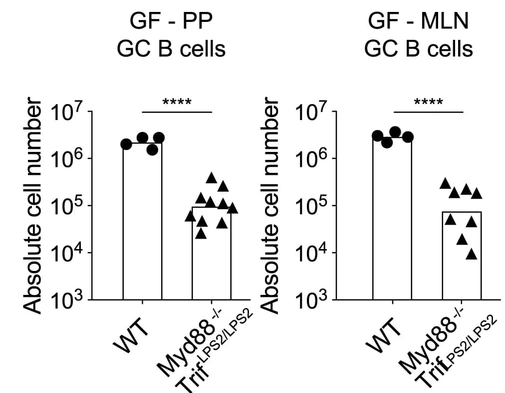 Open access visualization of Bar Plot, Scatter Plot, Error Bars, B Cells, Chow Diet