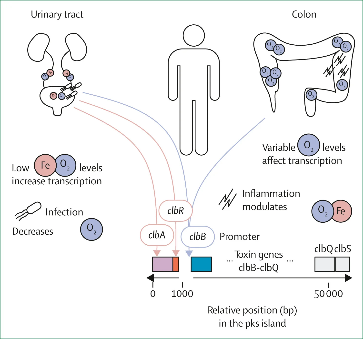 Open access visualization of Workflow, Illustration, Iron, Oxygen, Transcription