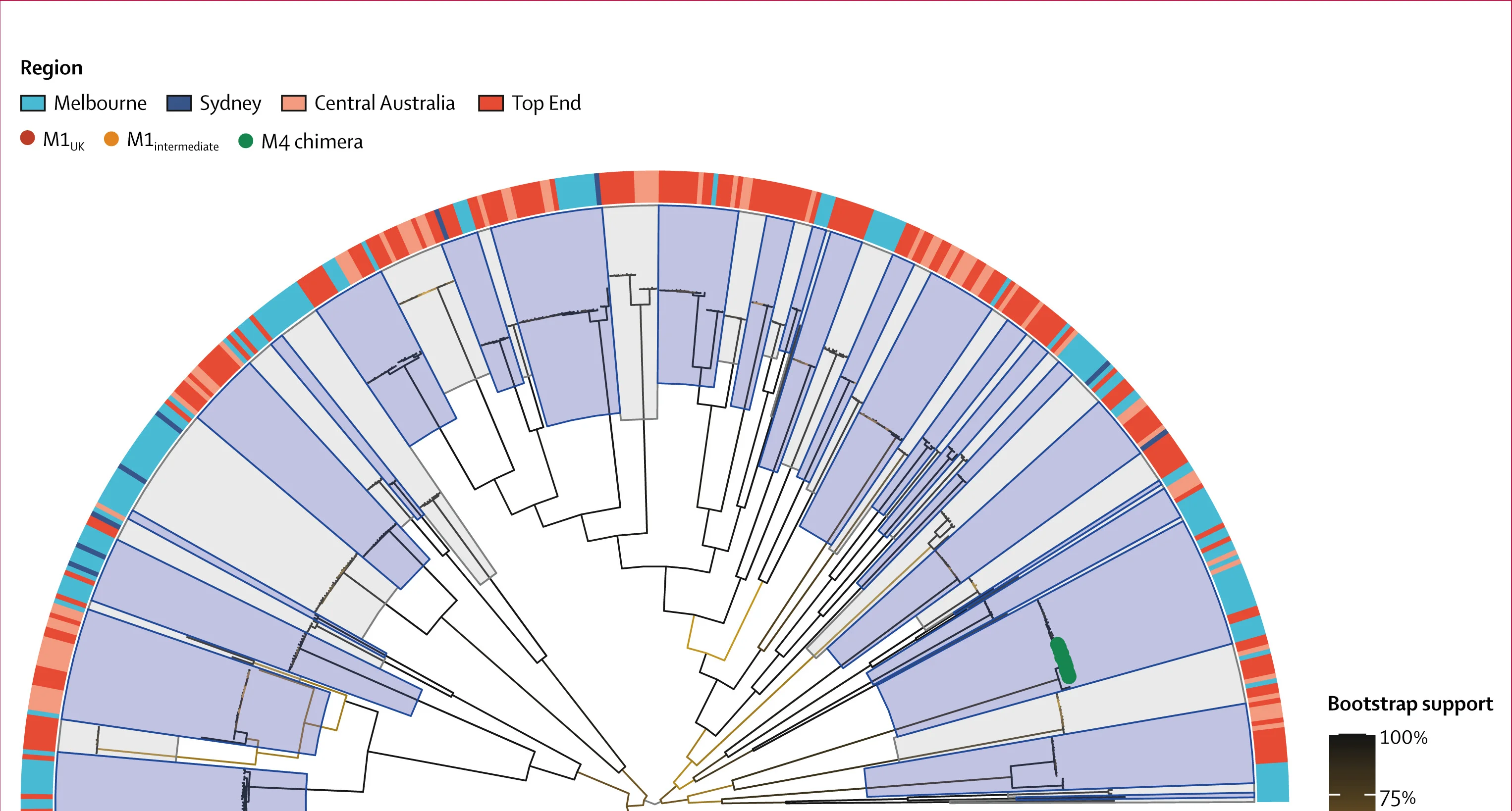Open access visualization of Network, Pathway, Phylogenetic Tree, S Pyogenes, Genome
