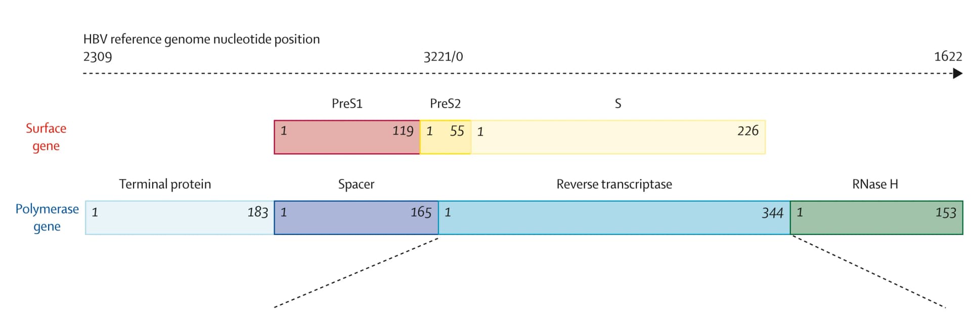 Open access visualization of Illustration, HBV Polymerase, Surface Genes, HBV Surface Antigen, PreS1