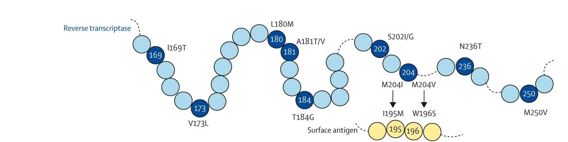 Open access visualization of Workflow, Illustration, Reverse Transcriptase Domain, Amino Acid Residues, Resistance-Associated Mutations