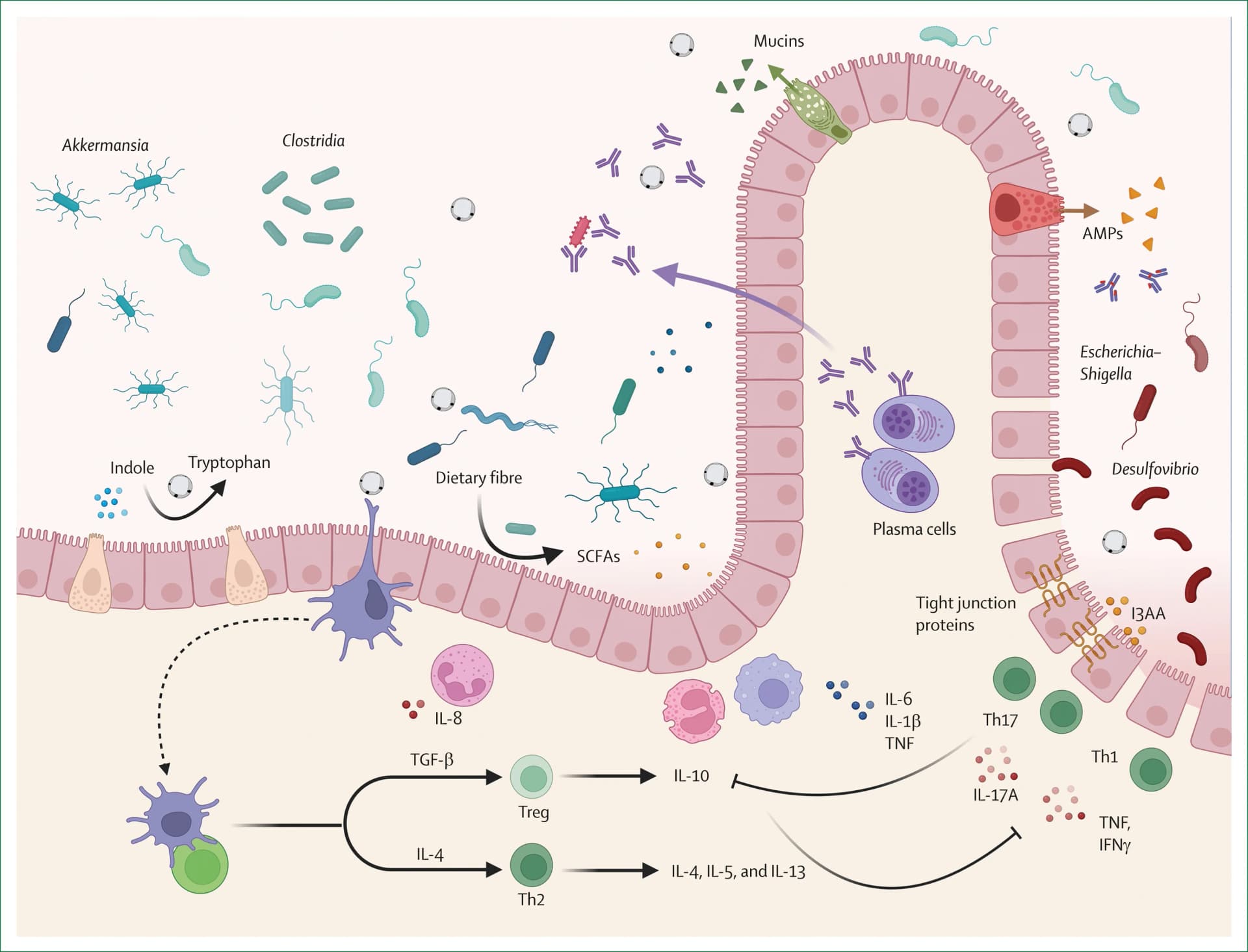 Open access visualization of Illustration, Workflow, Blastocystis, Goblet Cell Proliferation, Tight Junctions