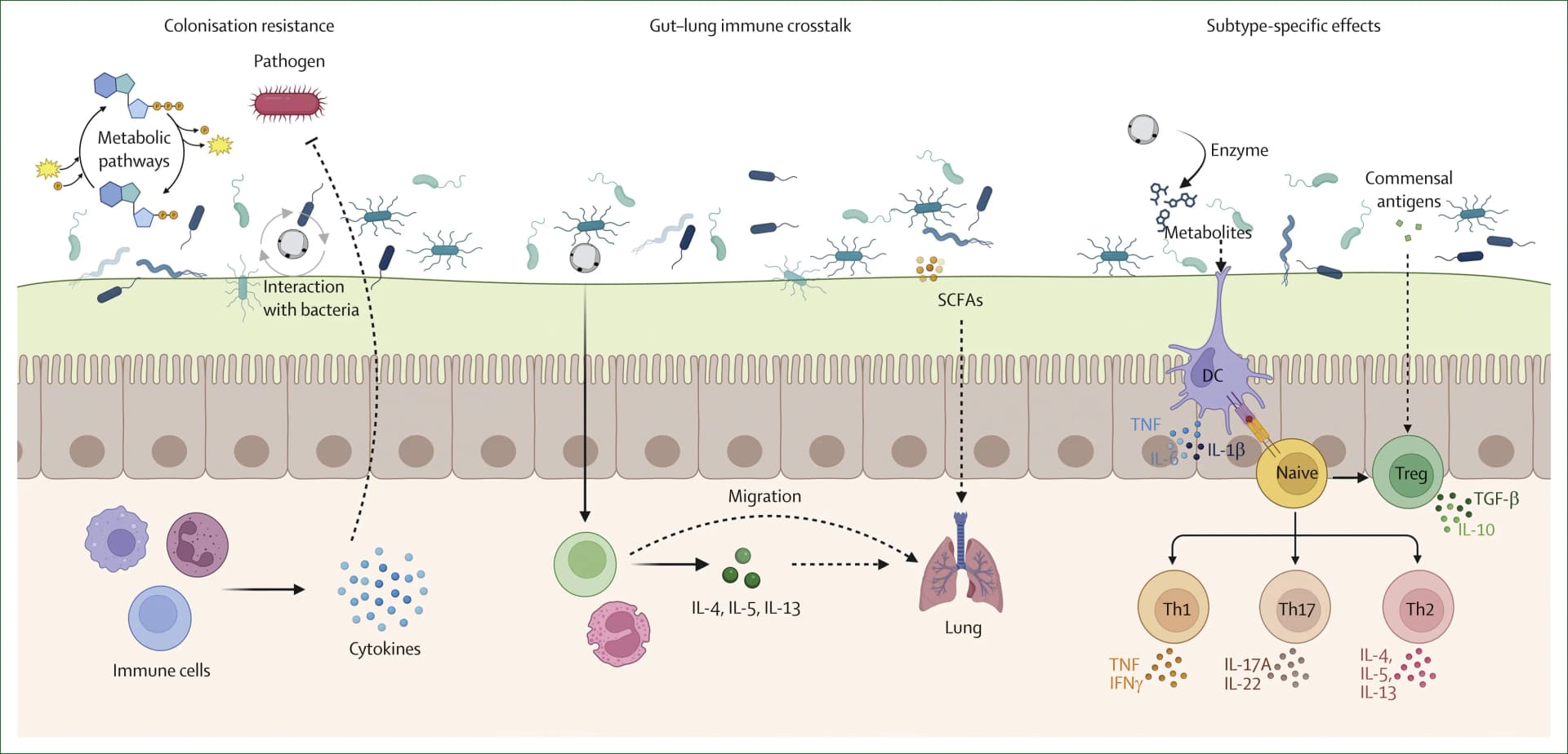 Open access visualization of Workflow, Illustration, Blastocystis, Colonisation Resistance, Gut Microbial Ecology