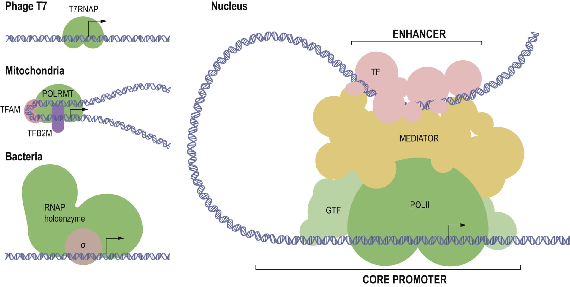 Open access visualization of Illustration, Workflow, T7 Bacteriophage, Mammalian Mitochondrial RNA Polymerase, Bacterial RNAP