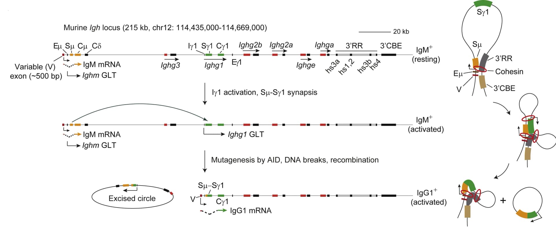 Open access visualization of Workflow, Illustration, IgG1 CSR, Igh locus, B Cells