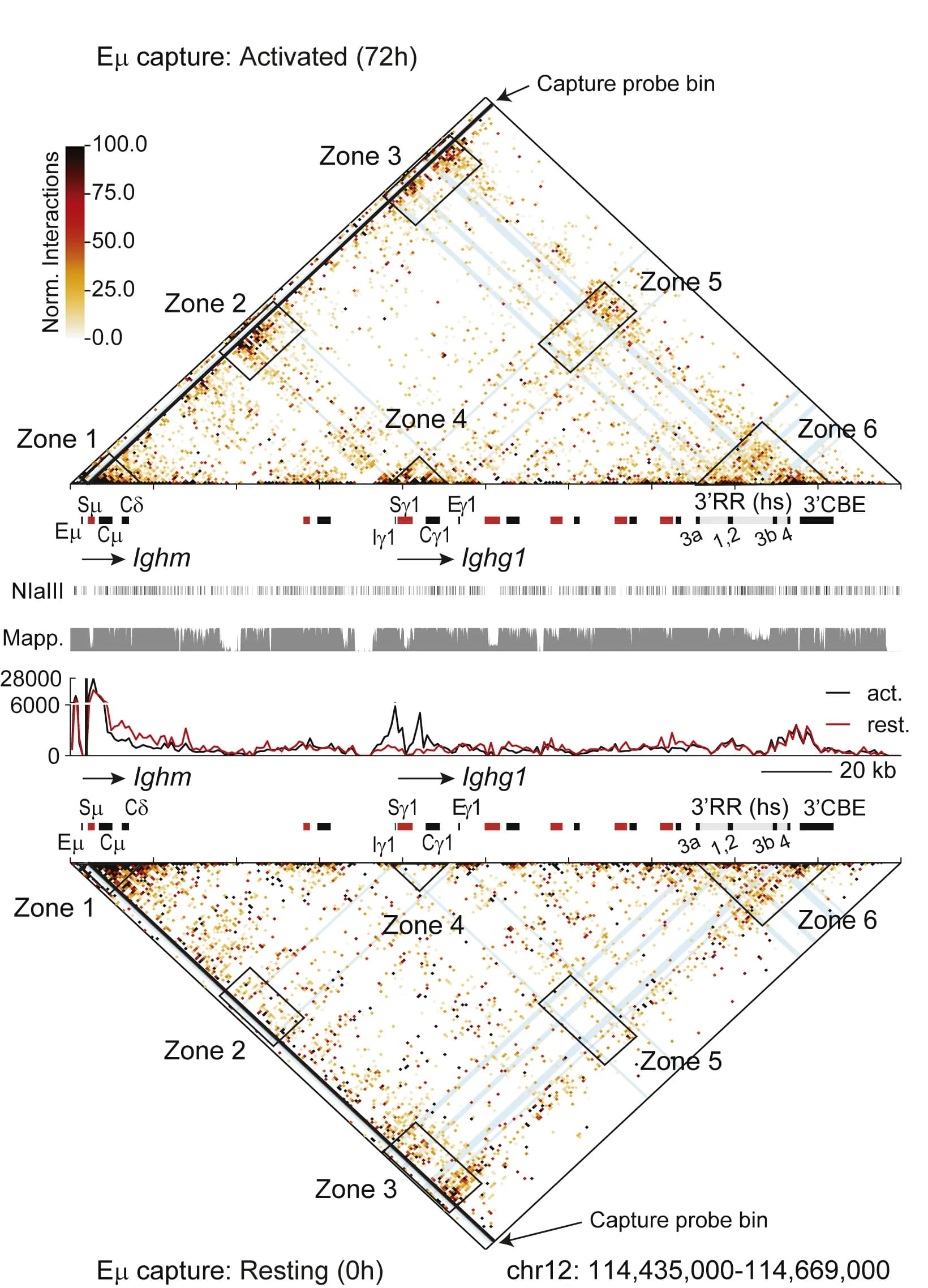 Open access visualization of Heatmap, Line Plot, Tri-C analysis, B Cells, Igh locus