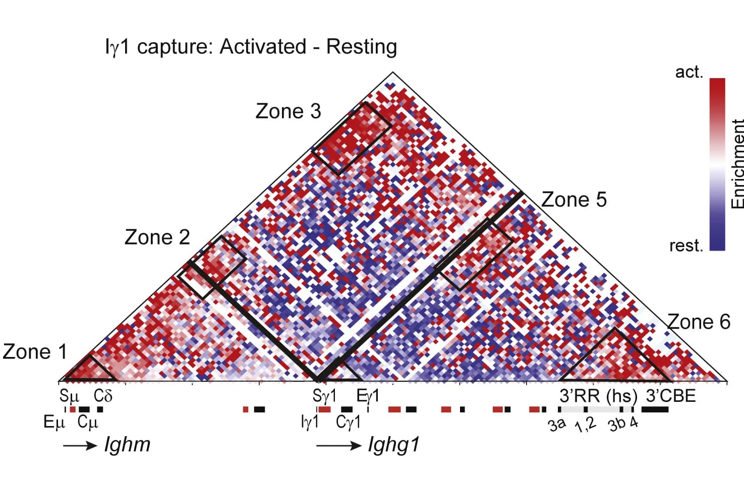 Open access visualization of Heatmap, Difference matrix, Activated, Resting