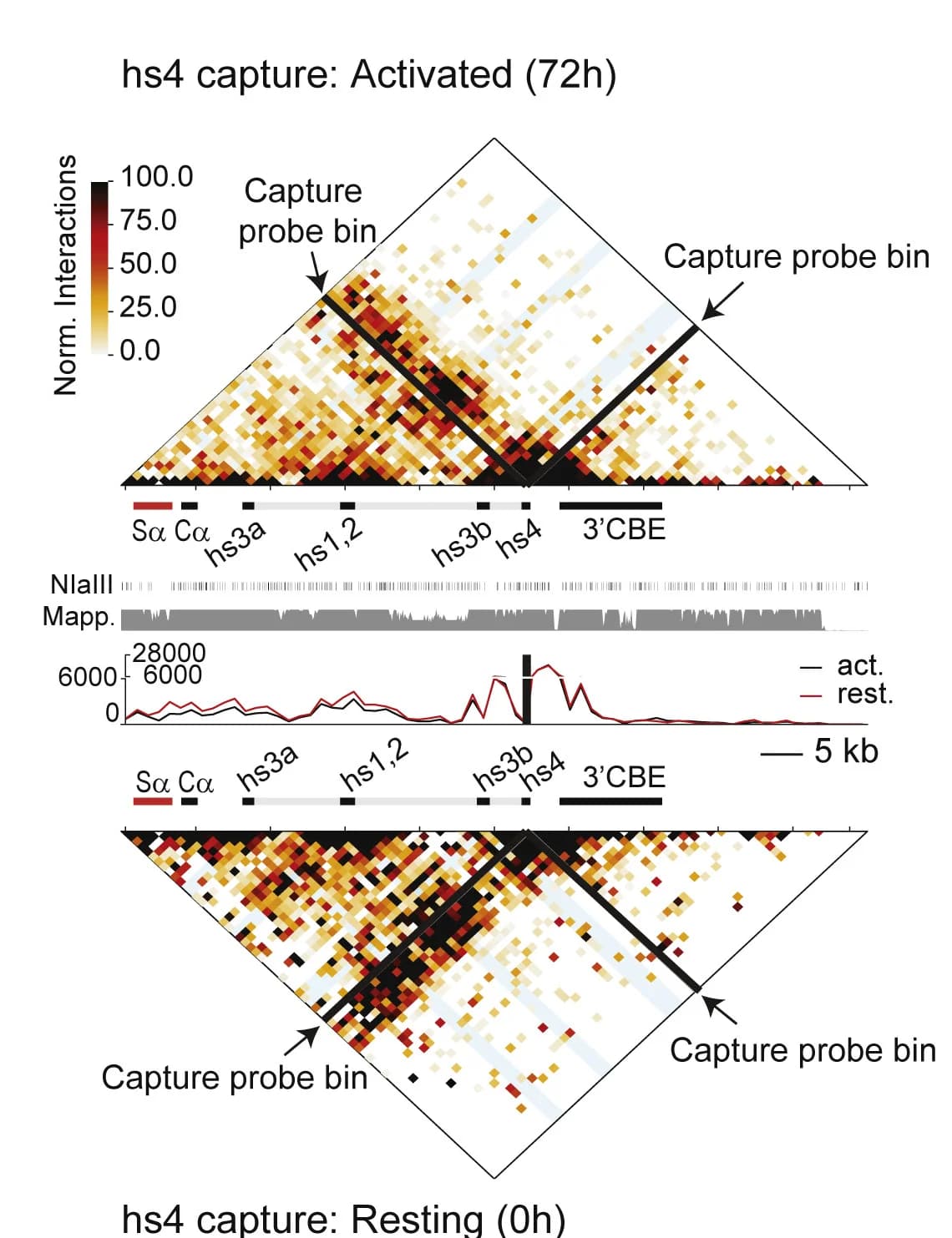 Open access visualization of Heatmap, Line Plot, Zoomed view, Sa-3'RR-3'CBE region, Resting B cells