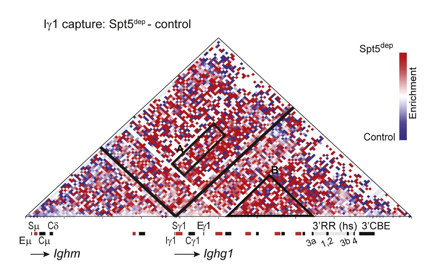 Open access visualization of Heatmap, Difference Matrix, Spt5dep, Control, I1 Promoter