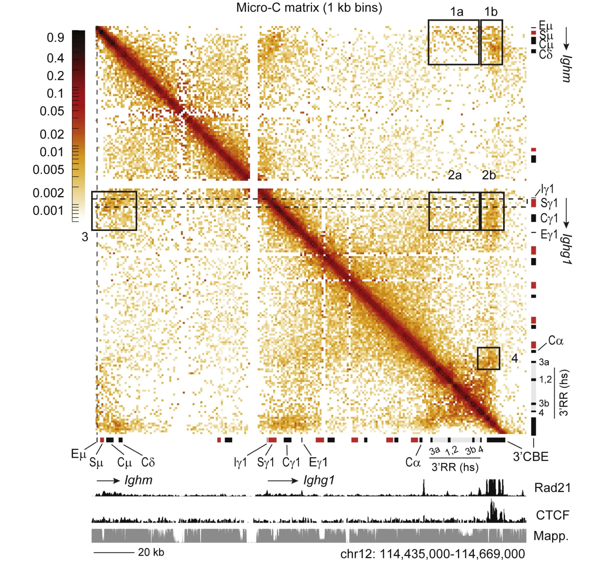 Open access visualization of Heatmap, Micro-C matrix, B Cells, Ighlocus, Ighm-3'RR-3'CBE contacts