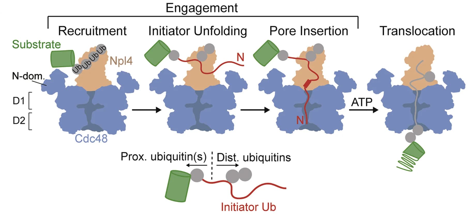 Open access visualization of Workflow, Illustration, Polyubiquitinated Substrates, Cdc48-UN, Polyubiquitin Chains