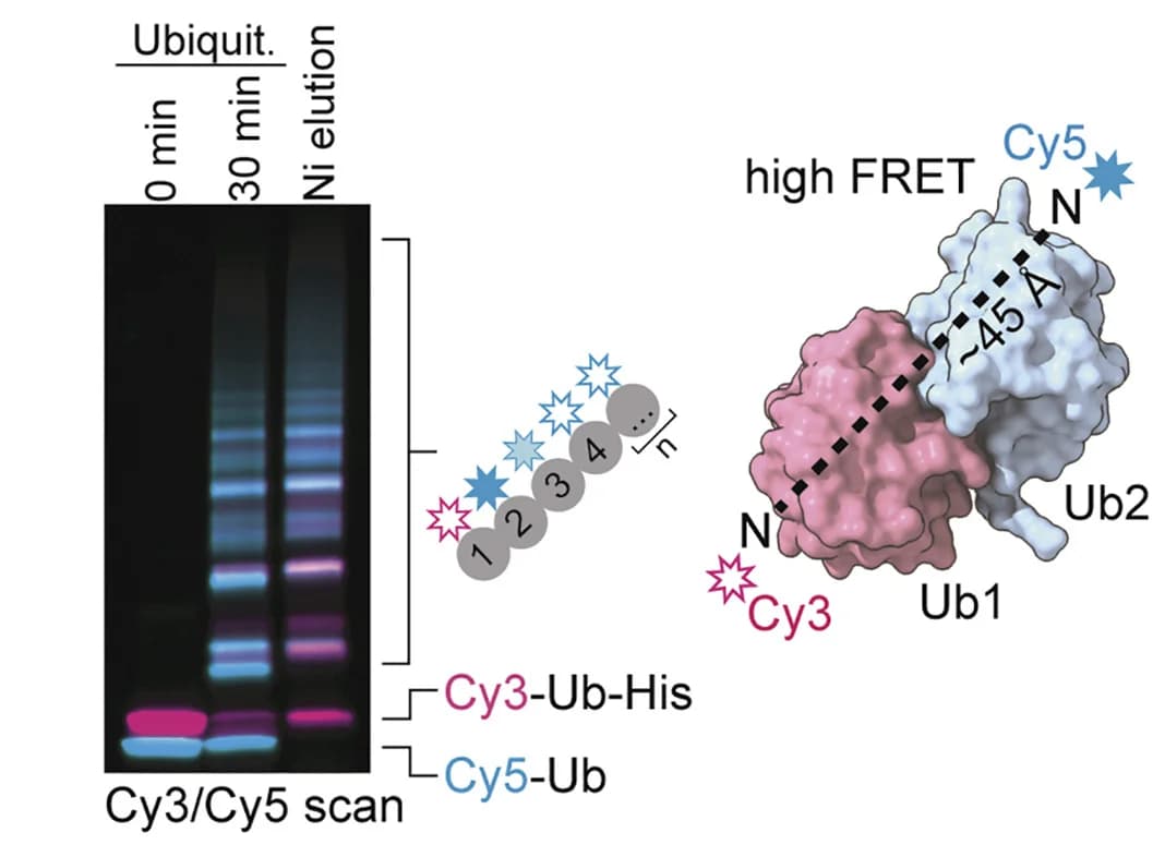 Open access visualization of Gel, Protein Structure, Illustration, SDS-PAGE, Polyubiquitin Chains