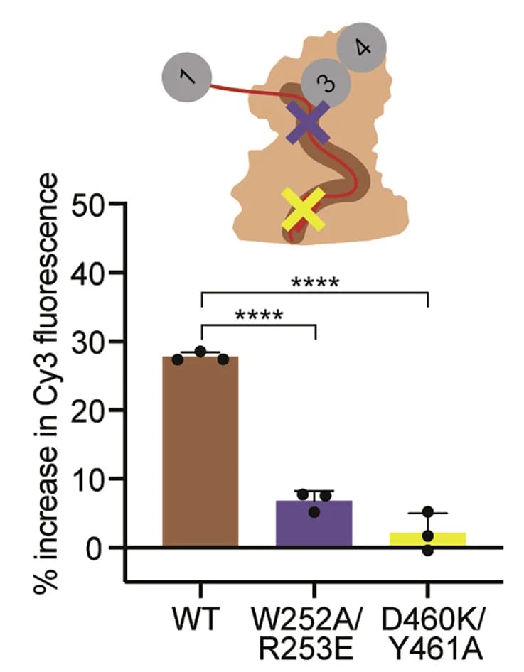Open access visualization of Bar Plot, Error Bars, Npl4, Initiator-binding Groove, Cdc48-UN