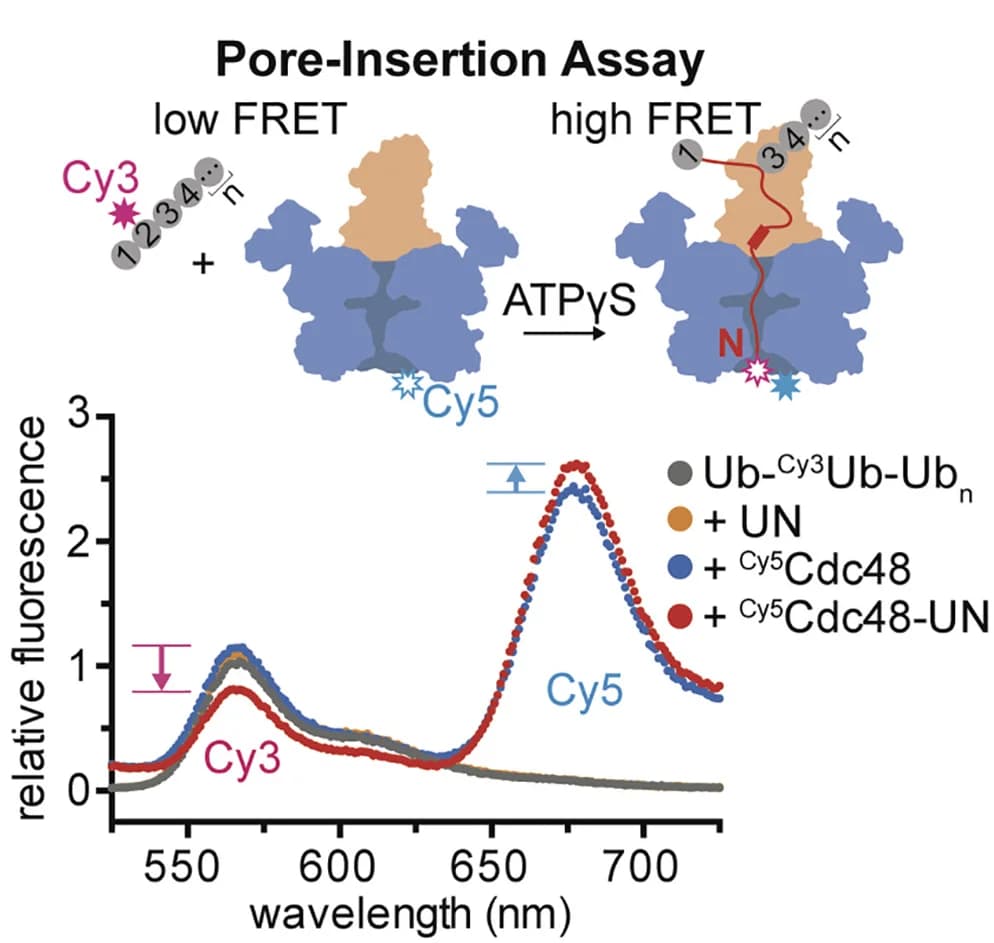 Open access visualization of Line Plot, Fluorescence Emission Spectra, Ub-Cy3Ub-Ubn Polyubiquitin Chains, Cy5Cdc48, UN