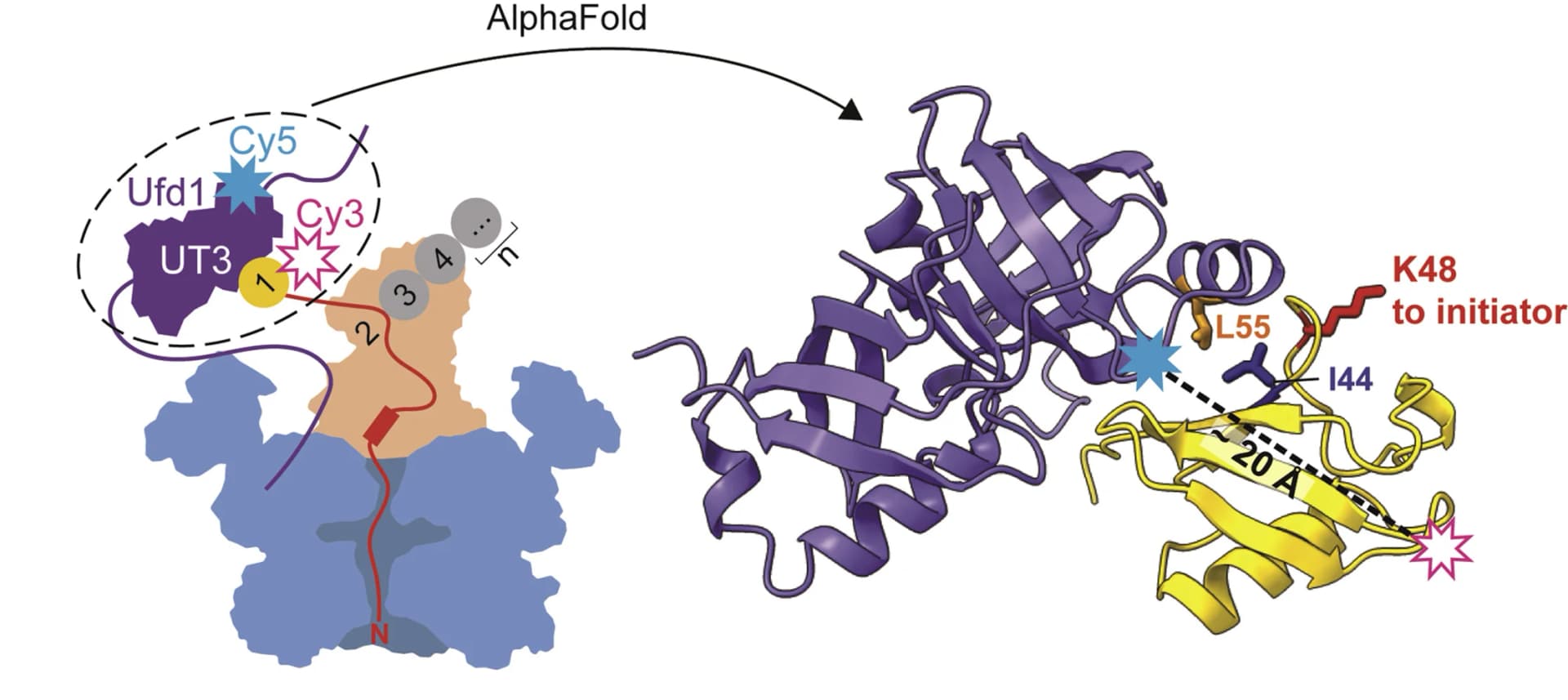 Open access visualization of Workflow, Illustration, Protein Structure, Cdc48-UN, Ubiquitin