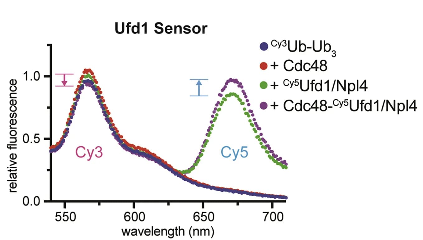 Open access visualization of Line Plot, Error Bars, Fluorescence Emission Spectra, Cy3Ub-Ub3polyubiquitin Chains, Cdc48