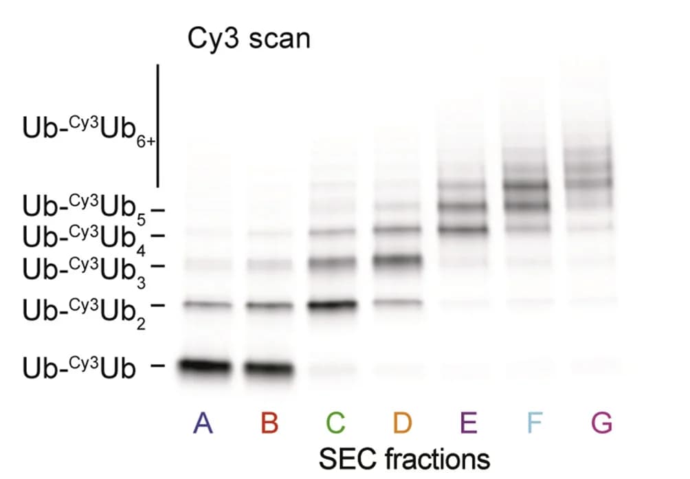 Open access visualization of Gel, SDS-PAGE, Size-Exclusion Chromatography, Ubiquitin Chains, Cdc48-UN