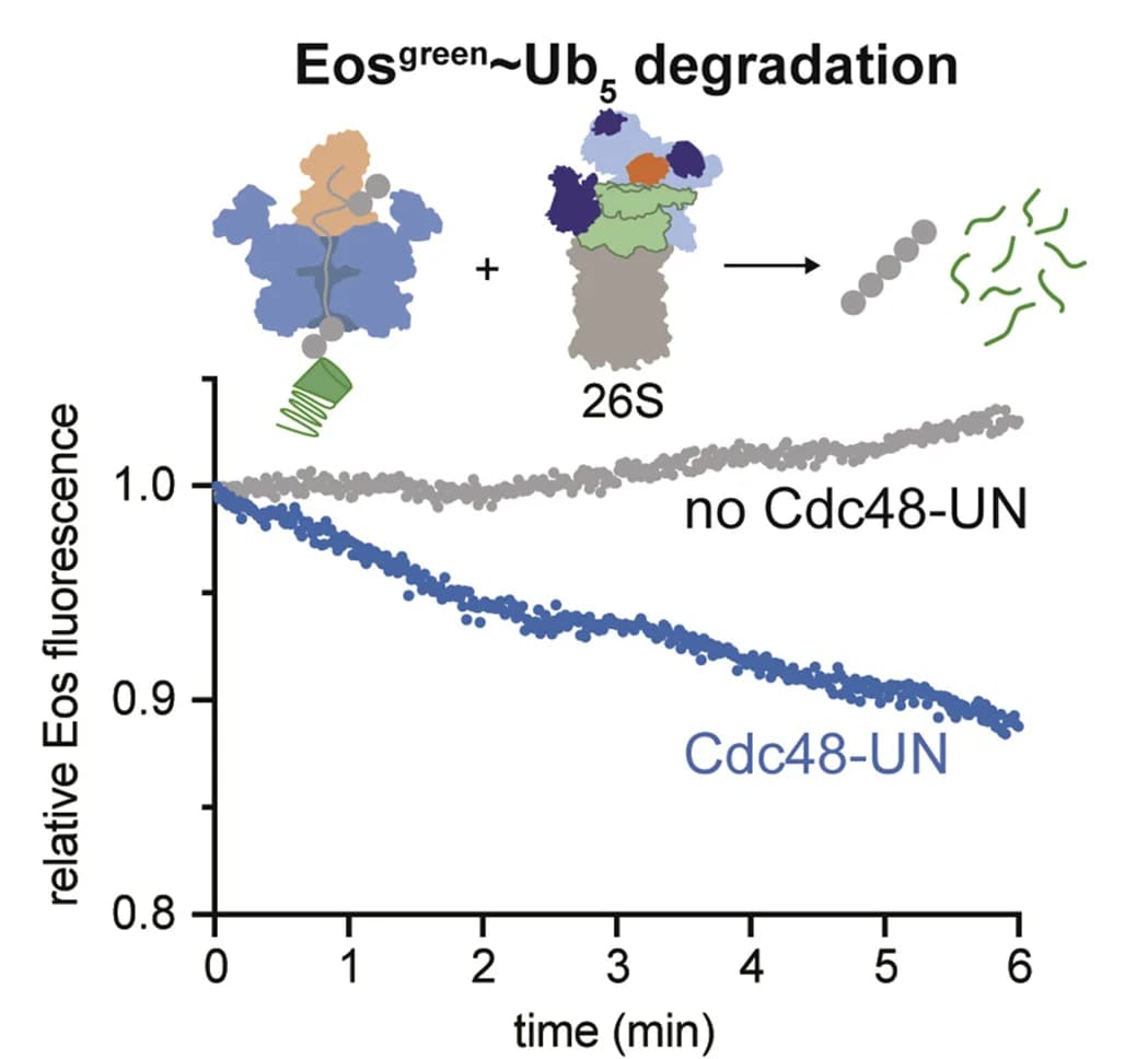 Open access visualization of Line Plot, Scatter Plot, Proteasomal Degradation, EosgreenUb5, Cdc48-UN