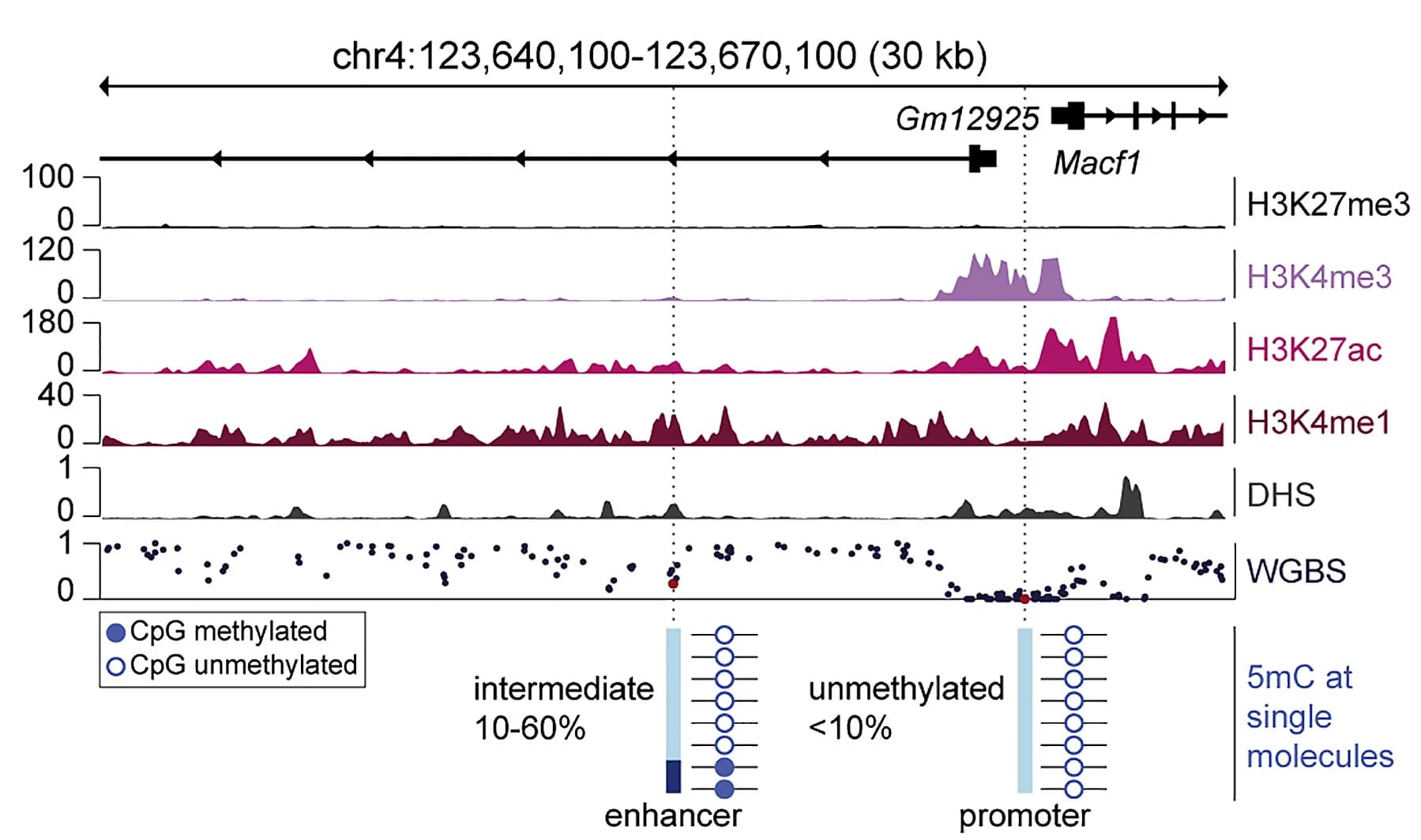Open access visualization of Line Plot, Scatter Plot, DNA Methylation, Enhancers, Promoters