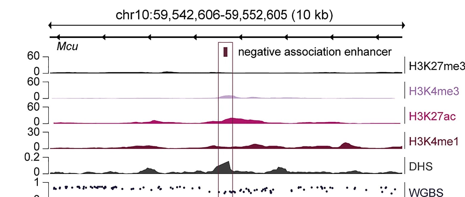 Open access visualization of Line Plot, Scatter Plot, Locus, 5mC-CA association, Enhancer