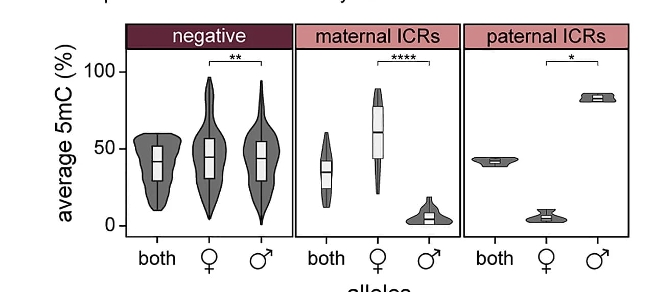 Open access visualization of Violin Plot, Box Plot, 5mC Distribution, CpGs, 5mC-CA association
