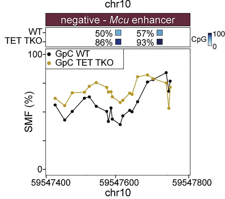 Open access visualization of Line Plot, Single Locus, Chromatin Accessibility, WT, TET TKOs