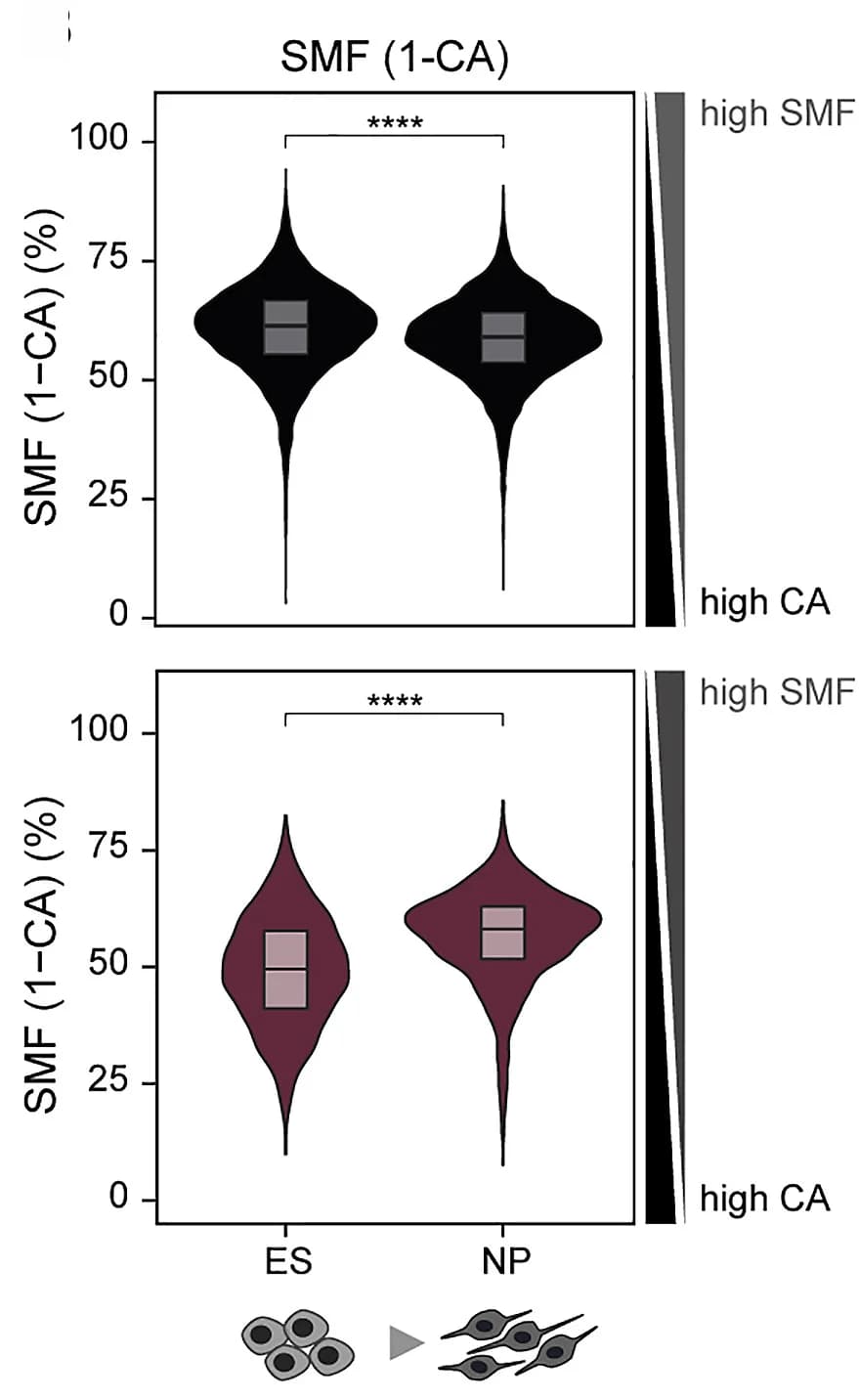 Open access visualization of Violin Plot, Box Plot, CA, Chromatin Accessibility, SMF