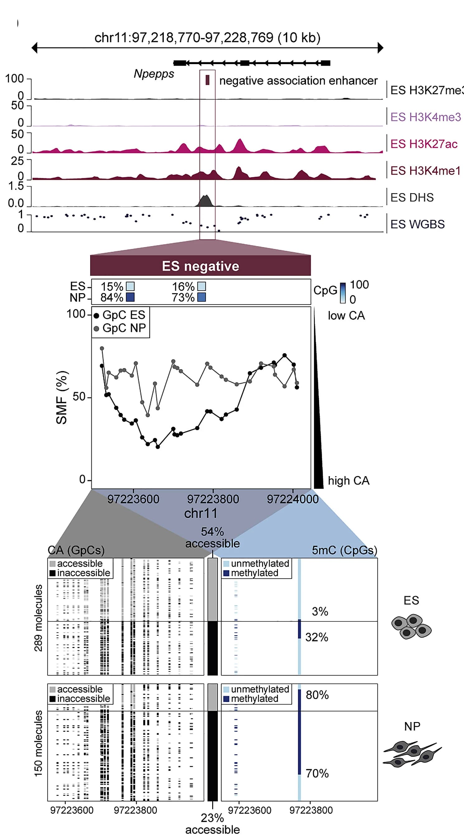 Open access visualization of Line Plot, Bar Plot, Enhancers, 5mC, CA