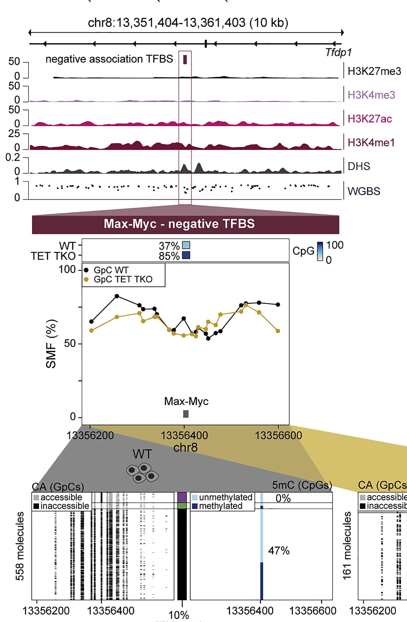 Open access visualization of Line Plot, Bar Plot, TF Binding, DNA Methylation, Max-Myc