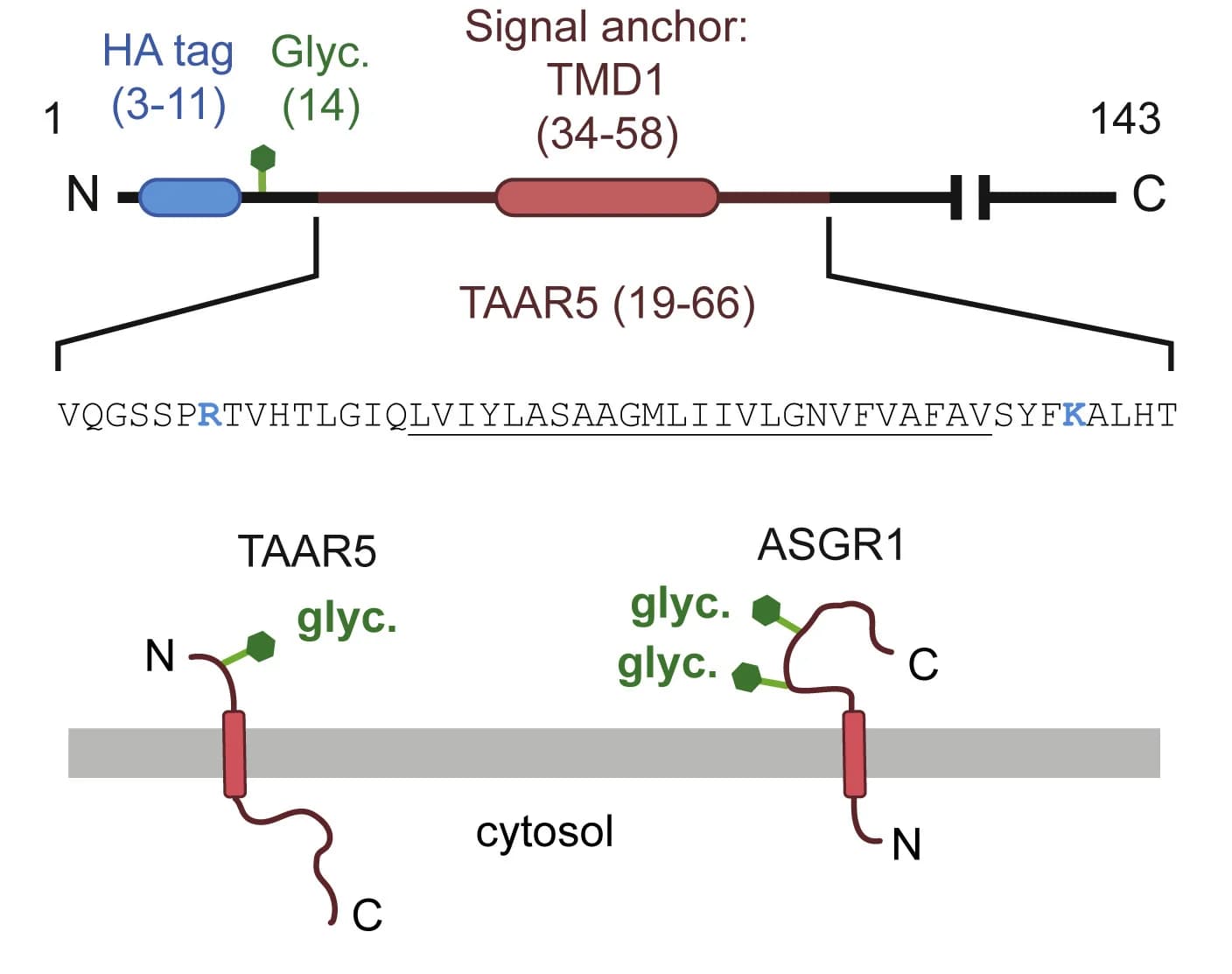 Open access visualization of Illustration, TAAR5-SA Reporter Cassette, NexoTAAR5, HA Tag, Glycosylation Site