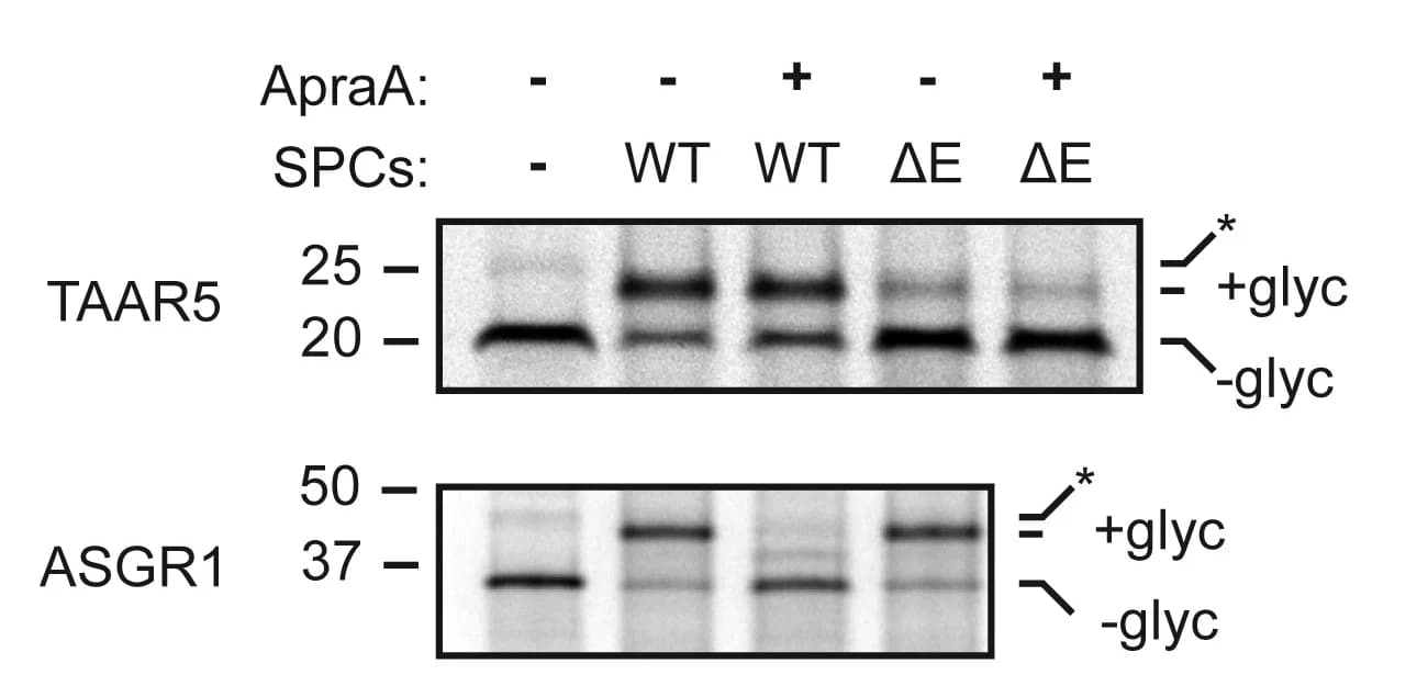 Open access visualization of Gel, TAAR5-SA, ASGR1, Rabbit Reticulocyte Lysate, SPCs