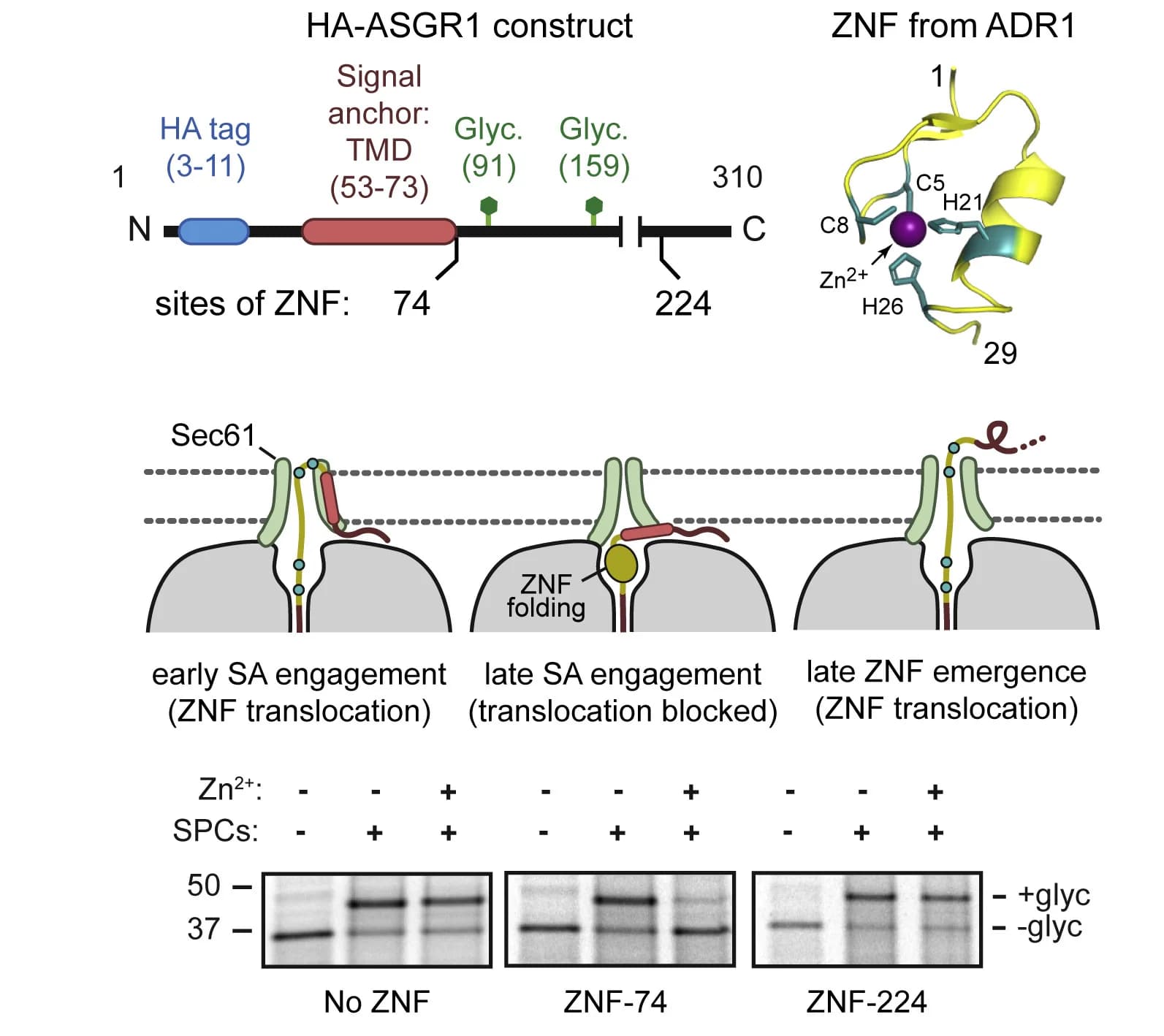 Open access visualization of Illustration, Gel, Protein Structure, HA-ASGR1, Zinc Finger
