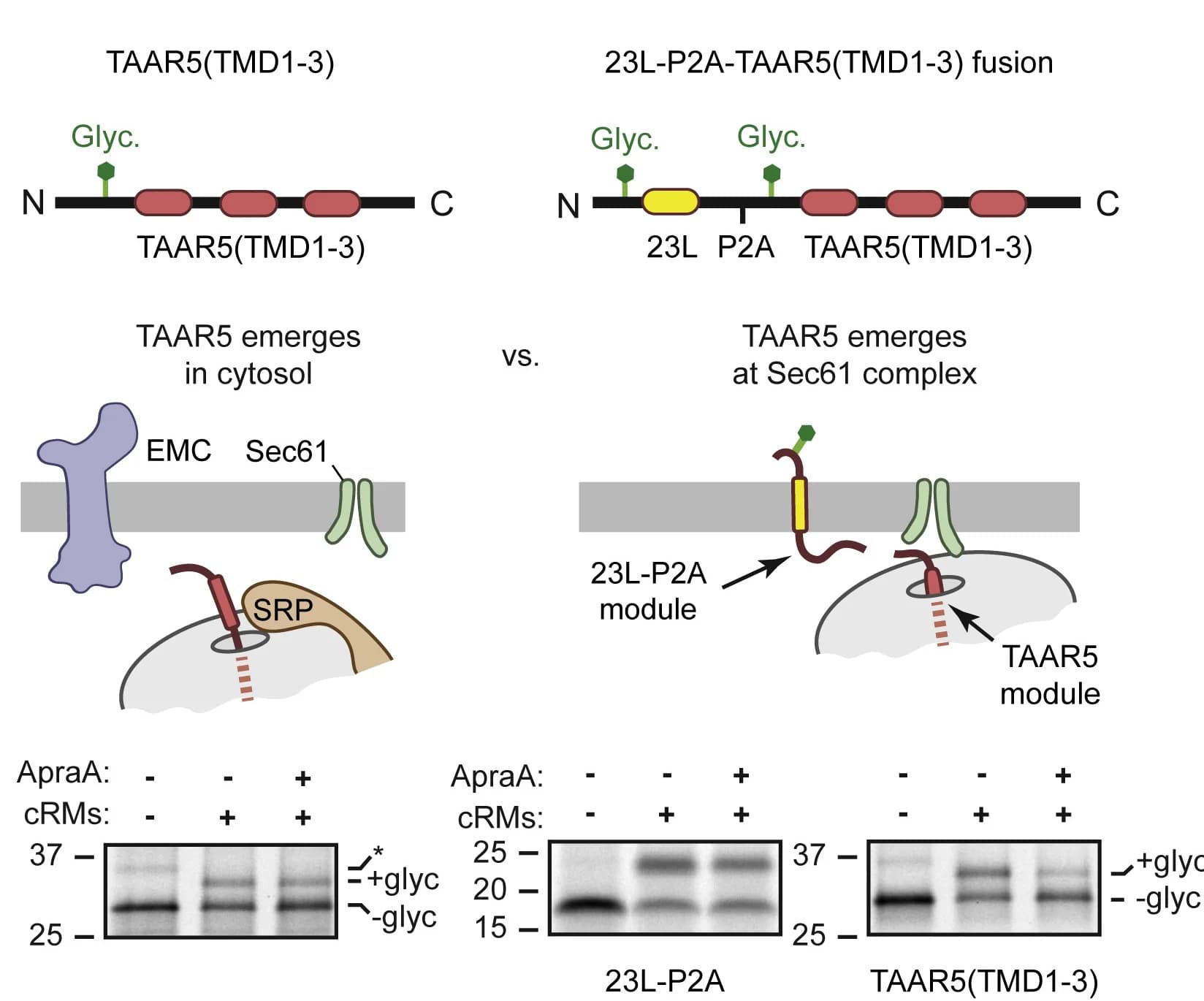 Open access visualization of Microscopy, Gel, Illustration, TAAR5(TMD1-3), 23L-P2A-TAAR5(TMD1-3)
