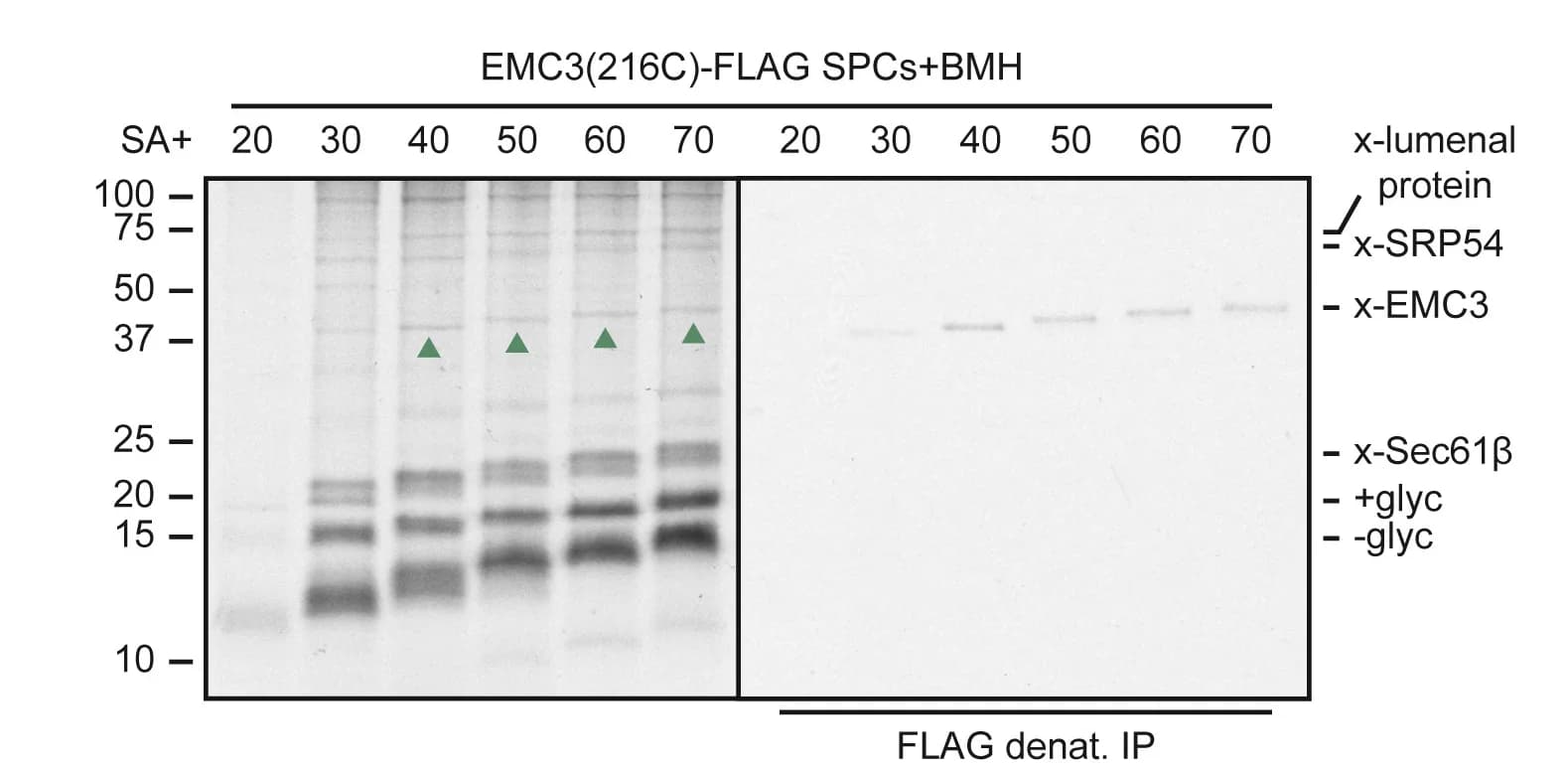 Open access visualization of Gel, 35S-methionine, TAAR5 RNCs, EMC3(216C)-FLAG SPCs, BMH Crosslinking