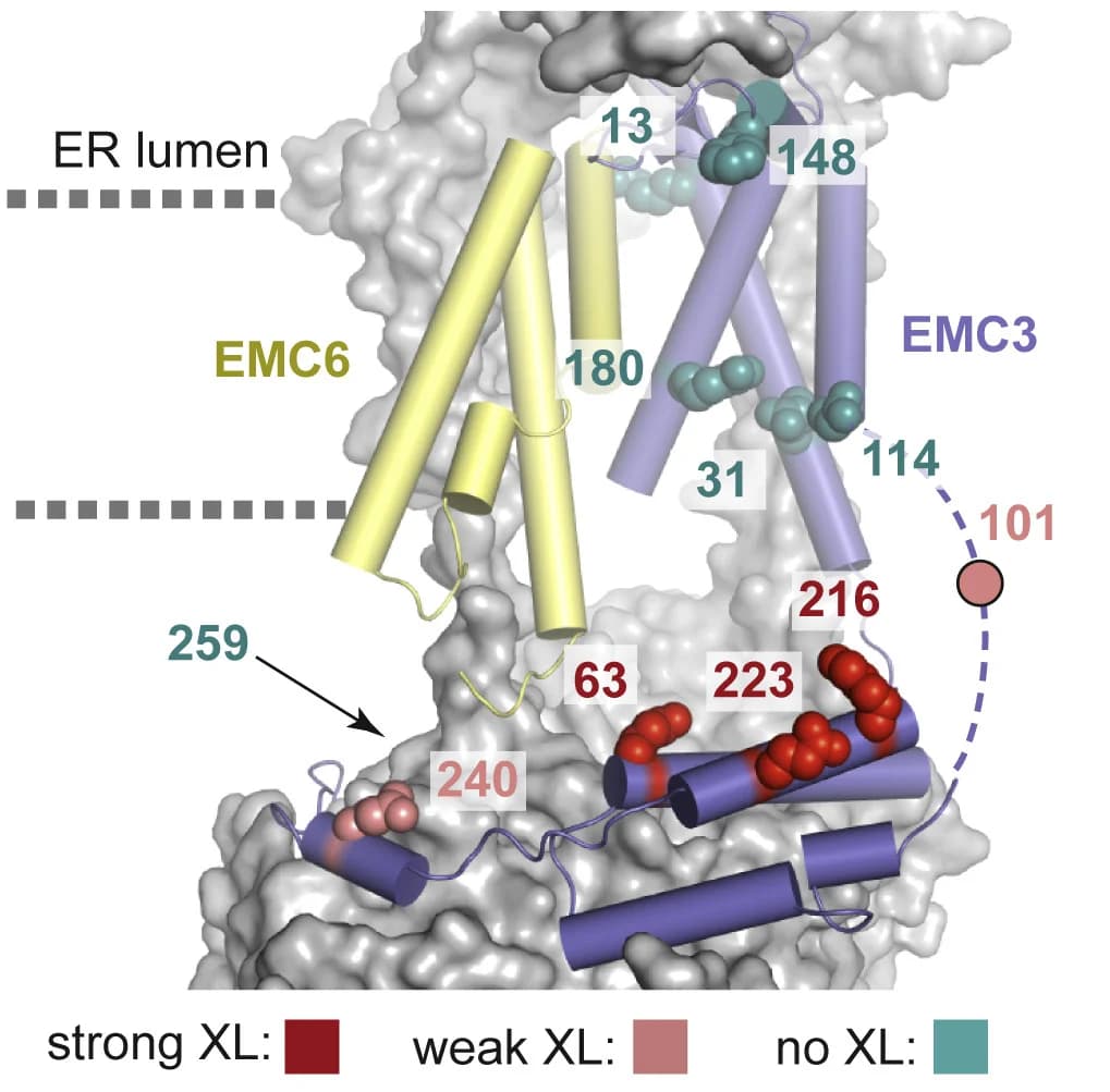 Open access visualization of Protein Structure, Chemical Structure, EMC3, TAAR5 RNCs, EMC structure