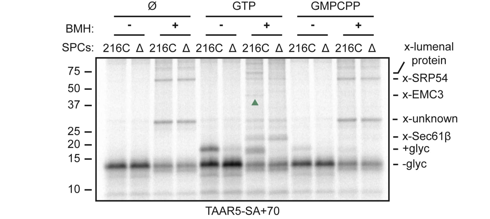 Open access visualization of Gel, RNCs, SPCs, EMC3, Crosslinking