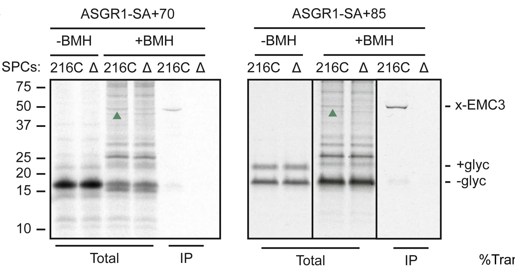 Open access visualization of Gel, RNCs, ASGR1-SA+70, ASGR1-SA+85, SPCs