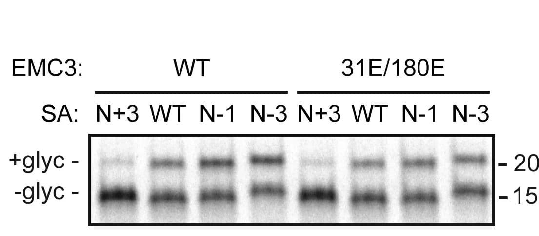 Open access visualization of Gel, RNCs, TAAR5-SA+70 variants, SPCs, EMC3(R31E/R180E)-FLAG
