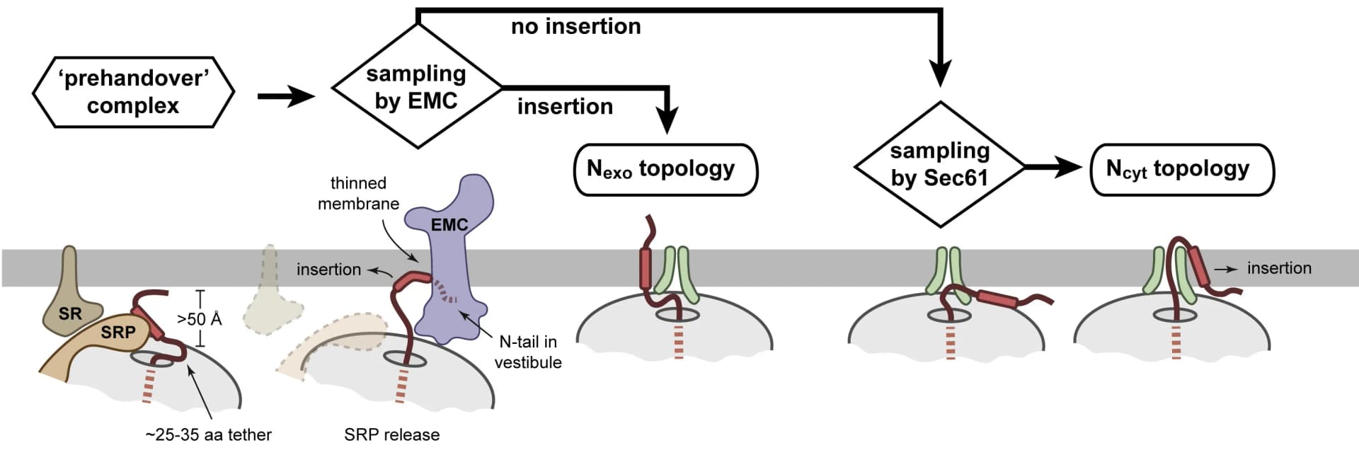 Open access visualization of Workflow, Flowchart, Illustration, SRP-SR Complex, Ribosome