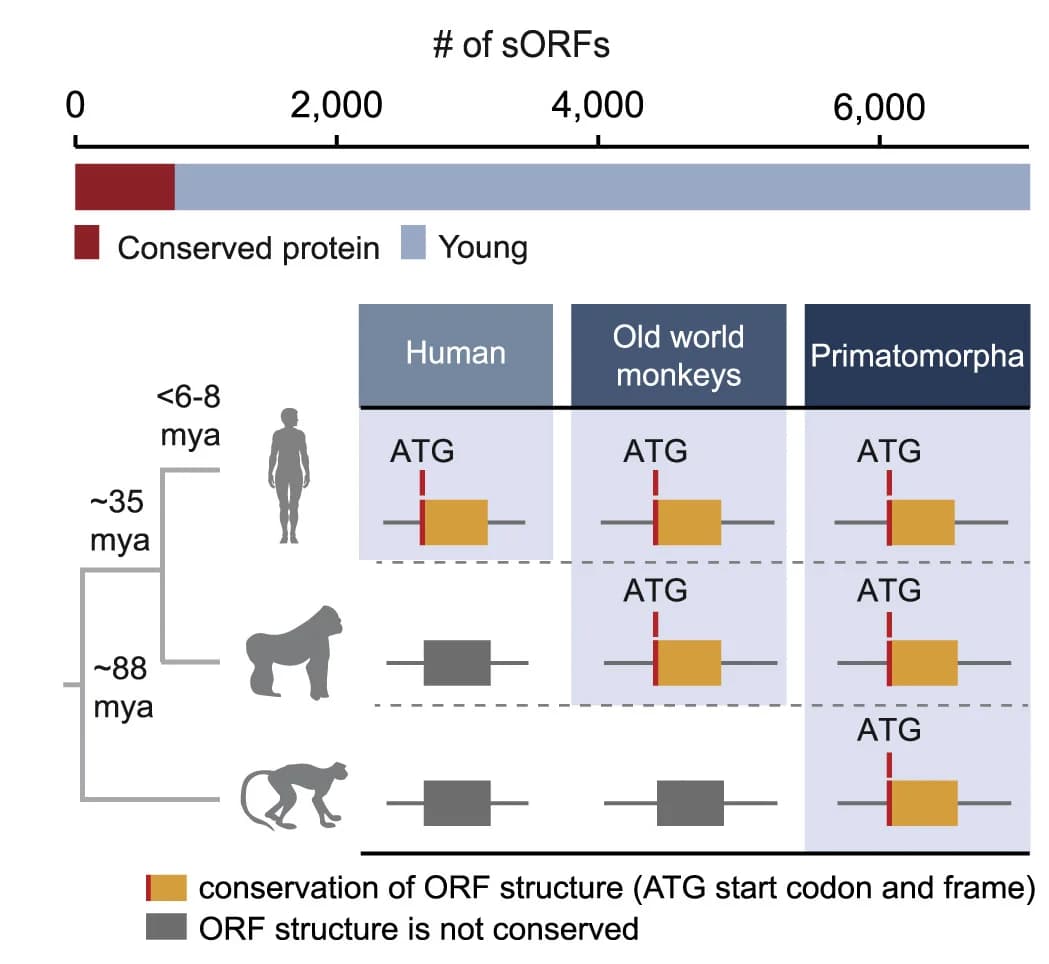 Open access visualization of Bar Plot, Illustration, Conserved sORFs, Young sORFs, ORF Structures